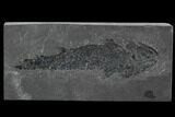 Devonian Lobed-Fin Fish (Osteolepis) - Scotland #98039-1